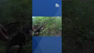 Body camera footage shows moment K9 finds gun linked to Slidell shooting