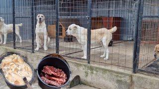 Hrănirea câinilor CIOBĂNEȘTI DE ASIA CENTRALĂ și CANE CORSO