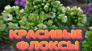 САМЫЙ КРАСИВЫЙ ЦВЕТОК в САДУ-ФЛОКС/НОВИНКИ и ИНТЕРЕСНЫЕ СОРТА/Елена Мир Семян и Цветов