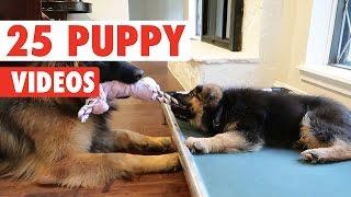 25 Cute Puppy Videos Compilation