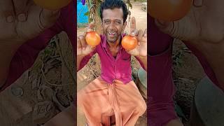 Fun Tomato Egg Omelette Recipe 