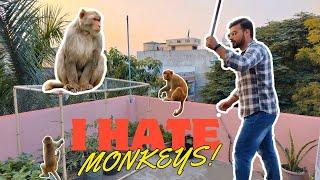 Save your Terrace Garden from Monkeys, Kitchen Gardening