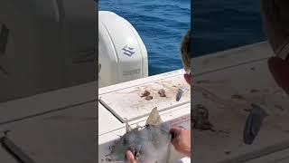 Trigger fish catch #fishing #boating #salt life #YouTube