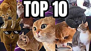 The Kiffness x Spaul TOP 10 CAT songs ( Singing Cat)