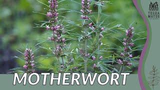 MOTHERWORT Information, Description & More! (Leonurus cardiaca)