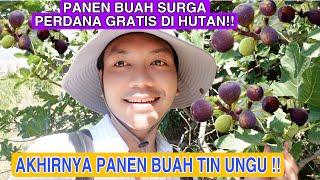 PANEN BUAH SURGA UNGU PERDANA!!AKHIRNYA PANEN BUAH TIN UNGU DI HUTAN GRATIS!! BANYAK BONUS BUAH LIAR