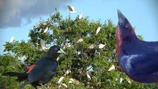 AVES que NIDIFICAN en COLONIAS /  BIRDS that NESTS in COLONIES