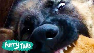 FUNNIEST GERMAN SHEPHERDS  | Furry Tails