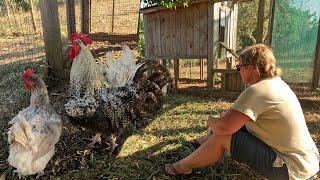 We Got a Rooster! Introducing New Chickens, Building a Chicken Garden