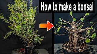 How to make a Bonsai tree. Bush to Bonsai