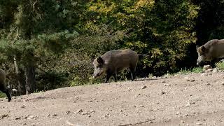 [PointFOOTAGE] Animals - pigs wild boar group walking XFS - 90724