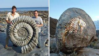 15 INCREDIBLE Animal Fossils