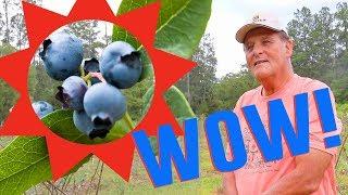 Farmer Reveals SECRETS of Growing Blueberries in Florida!