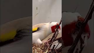 Aviary Birds | Major Goldfinch #goldfinches #carduelis