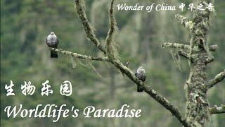 Wonder of China: Wildlife's Paradise 中华之奇 生物乐园