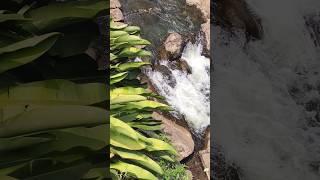 Munnar waterfall #kerala