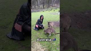 Kangaroo  #australia #kangaroo #travel #trending #merrychristmas #happynewyear #snow #shorts