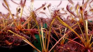 Feeding Bloodworms to Cape Sundews (Drosera capensis)