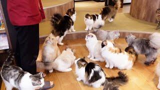 Lots of cats!! Japan's Cat Cafe  | MOCHA Ikebukuro Tokyo