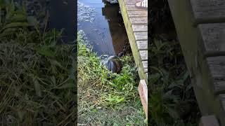 Fishing #fishing #fishing4life #fishingvideo #trending