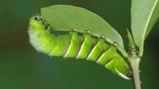 Rothschildia lebeau inca - Southamerican moth