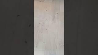 Уничтожение тараканов в Москве и Московской области.