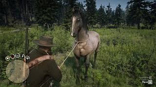 Всадник 10 Укротите все виды диких лошадей  RDR2