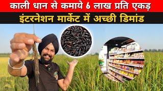 काली धान की खेती से करे मोटी कमाई  7015842336 Black rice Farming in India