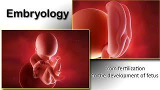 Embryology animation fertilization to development of the nervous system everything in one place.