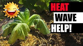 Heat Waves: 8 Ways To Protect Your Plants