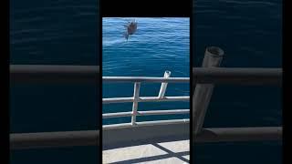 Triggerfish Caught - #fishing