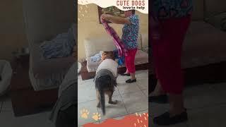 Cute little Helper #dog #pets #shorts
