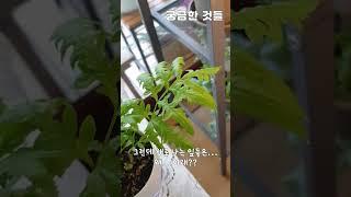 봉의 꼬리 고사리