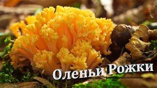 Оленьи рога в сметане! Самые вкусные и ароматные грибы! Рецепт от Семь Перцев.