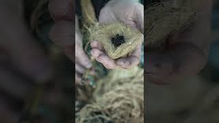 How To Make Fire With A Fire Piston #survival #camping  #bushcraft #fire