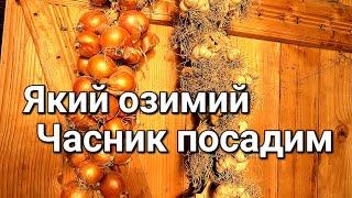 Які сорти озимого часнику плануємо садити | Чому садим Ярий часник під зиму @МояДачаСадГород