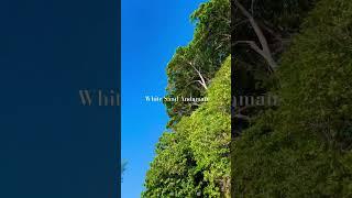 Andaman Tour #whitesandandaman #beach #tourpackages #budgetpackage #shorts #reels #youtube #trending