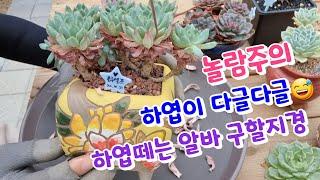 하엽이 이럴게 많을 수가  하엽떼는 알바를 구해야할 지경 수다삼매경