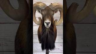 Mouflon Ram taxidermy process!  #taxidermy #animals #sheep #art