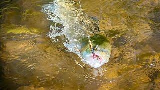 Trout Fishing in Virginia with Justin Reeves