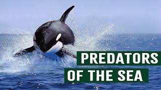 Killer Orcas: The Deadliest Hunter Of The Sea