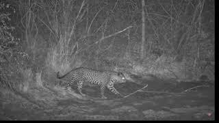 Leopard takes a nap at Jabulani