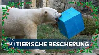 WEIHNACHTEN IM ZOO: Tierische Bescherung - Obst, Gemüse und Steakpakete für Zoobewohner