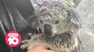 How To Help Animals Found in Floodwaters | Studio 10