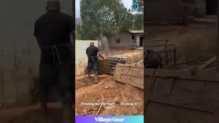 This Boar Got ATTITUDE!  Farm Life is WILD! #funnyanimals #boar #farm #lol