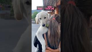 If Dogs Could Talk: What Would Jimmy The Golden Retriever Say? 