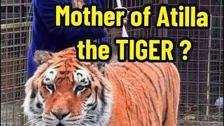 Who is the mother of Atilla the tiger?