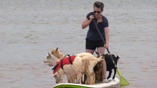 Want to go paddleboarding with a goat? This PEI farm has got you covered