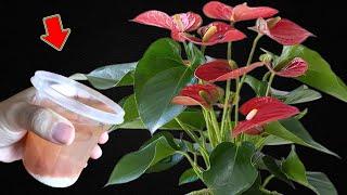 Just 1 Cup! Anthurium Grows Fast And Blooms Like A Shooting Arrow!