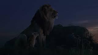 Father and son precious moment clip ( 4K  Ultra HD) The Lion King (2019) | Tank